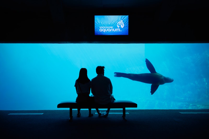 A couple explores the Vancouver aquarium watching a sea lion in the tank.